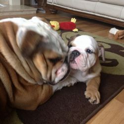 English bulldog pups with lots of wrinkles