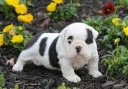 Wonderful English Bulldog for adoption