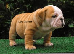 Affectionate English bulldog puppies Available