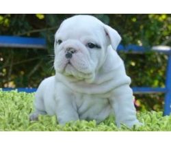 Gorgeous English Bulldog puppies available.