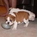 We have a lovely male english bulldog