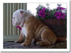 well trained english bulldog puppies available