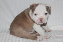 Akc English Bulldog Puppies Available Now For Xmas