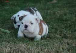 House Raised English Bulldog Pups