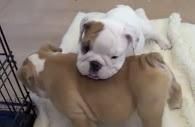cute xmas english bulldog for adoption contact