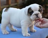 Adorable English Bulldog Puppies Akc For Sale
