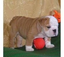 Beautiful red and white English bulldog puppies xxxxxxxxxx