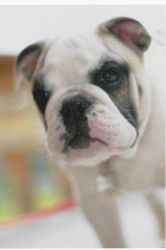 English Bulldogs puppies for relocation