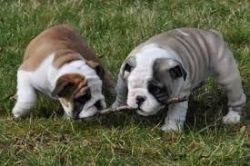 Heathy English Bulldog puppies