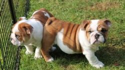 Two Cute English Bulldog Puppies