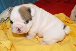 Outstanding Pedigree Bulldog Puppies - For Sale