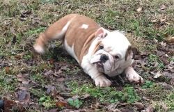 She is amazing English Bulldog puppies for sale