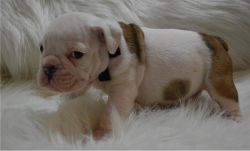 English Bulldog Puppies for Sale