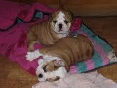 Adorable English Bulldog pups