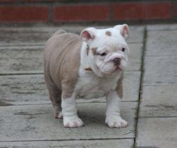 English Bulldog Boy Now Available