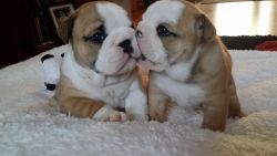 lovely pair of English bulldog puppies available