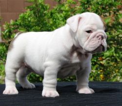 Excellent English Bulldog Puppies For New Homes