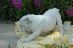 Almost Free English Bulldog Puppies Available