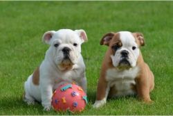 Lovely Akc English Bulldog Puppies For Adoption