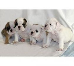 Free Cute Lovely Akc English Bulldog Puppies