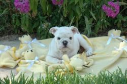 akc english bulldog puppies for adoption