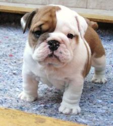 English Bulldog Puppy for Free Adoption