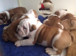 Cute English Bulldogs for Rehoming