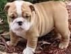 English Bulldog Puppies For Sale $500