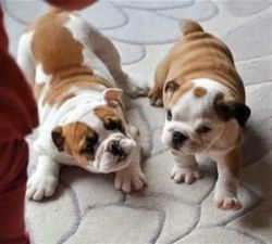 Lovely Bulldog Puppies. Text (xxx) xxx-xxx5