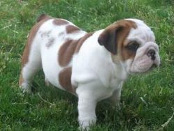 Akc English Bulldog Puppies - For Sale