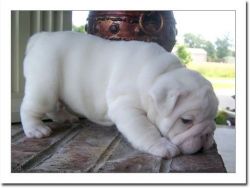 English Bulldog Puppy For sale.
