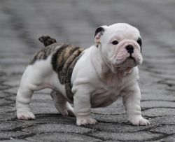 French Bulldog Puppy for adoption