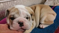 Super Adorable English Bulldog Puppies