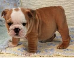 Wrinkle English Bulldog Puppies