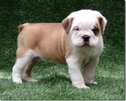 super cute english bulldog ready for adoption
