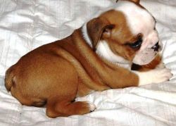 Brown And White English Bulldog Puppies Ready Now