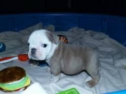 very classic english bull pups available