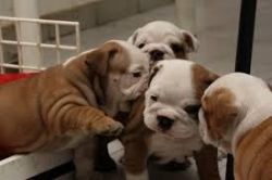 Beautiful Akc English Bulldog Puppies Up For Adopt