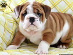 Adorable Male And Female English Bulldog Puppies