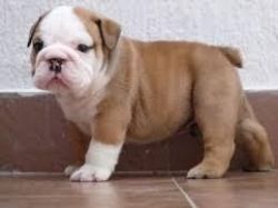 Charming English Bulldog Puppies For Your Kids