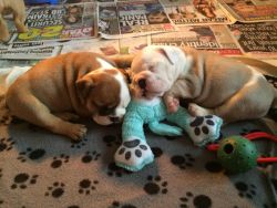 English Bulldog Puppies For sale
