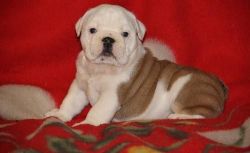 English Bulldog Puppies For Sale Â£250