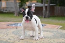 Manny akc French Bulldog puppies for sale