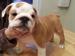 English Bulldog Puppies for Adoption