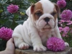 Adorable~ Akc Registered English Bulldog Puppeis