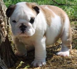 Layla Akc English Bulldog Puppies For Sale