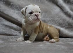Pearl akc English Bulldog puppies for sale