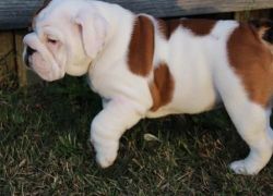 Energetic Playful English Bulldog Pups For Sale