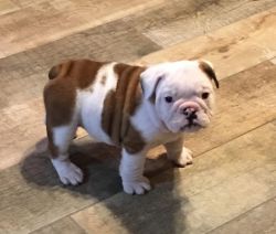English Bulldog Puppies!!! 8 Weeks Old - For Sale