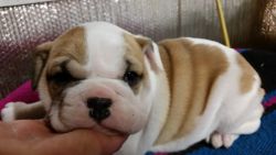 Loving English Bulldog Puppies for sale